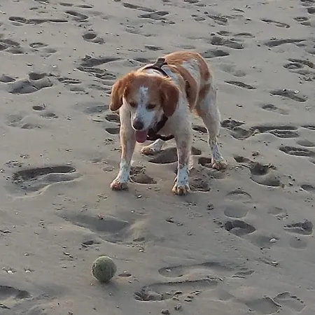 Mag's Dream Апартаменты Berck