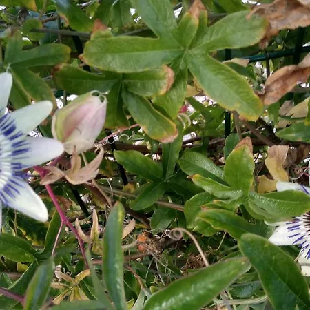 Mag's Dream Appartement *