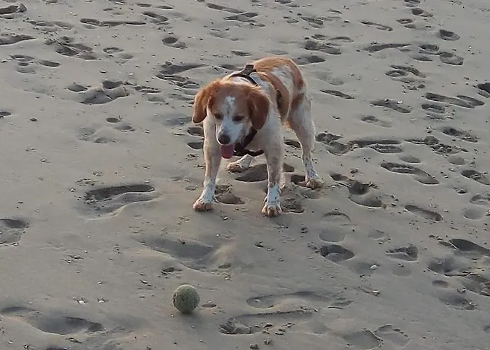 Mag's Dream Lejlighed Berck